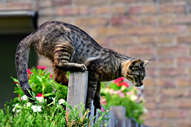 cat-3652662_640